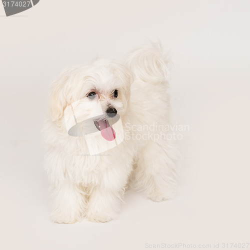 Image of Maltese puppy