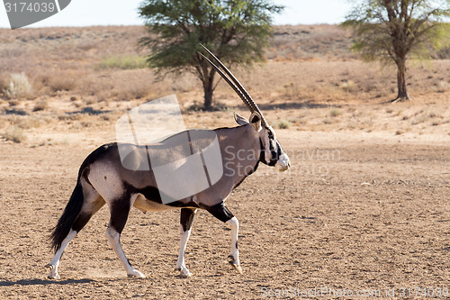 Image of Gemsbok, Oryx gazella