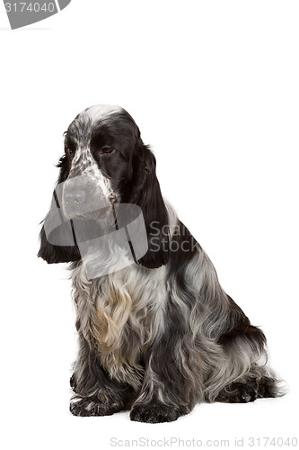 Image of isolated portrait of english cocker spaniel