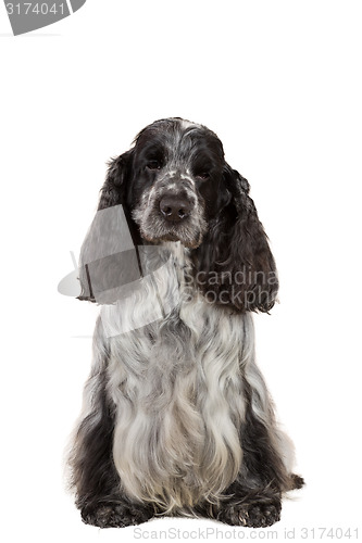 Image of isolated portrait of english cocker spaniel