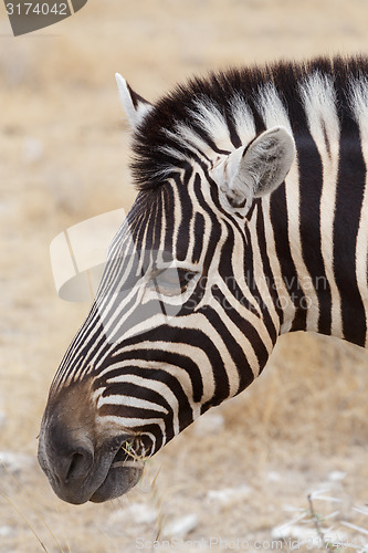 Image of Zebra portrait. Burchell\'s zebra, Equus quagga burchellii.