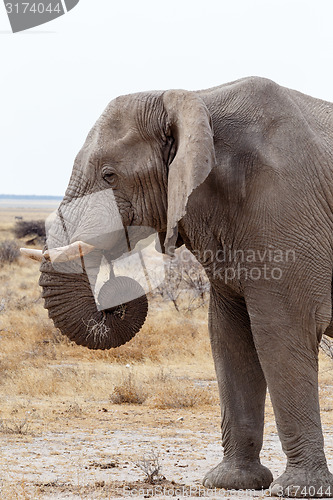 Image of big african elephants on Etosha national park