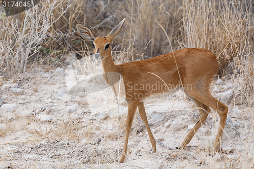 Image of Steenbok, Etosha National Park, Namibia