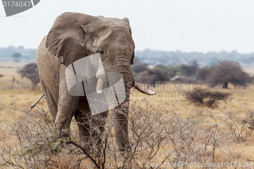 Image of big african elephants on Etosha national park