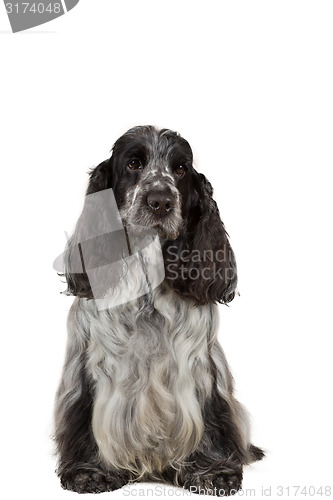 Image of isolated portrait of english cocker spaniel