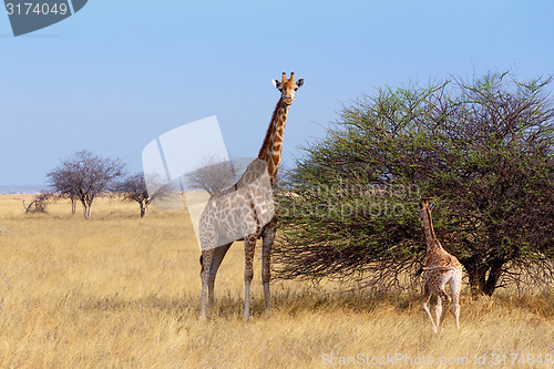 Image of adult female giraffe with calf grazzing on tree