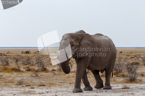 Image of big african elephants on Etosha national park