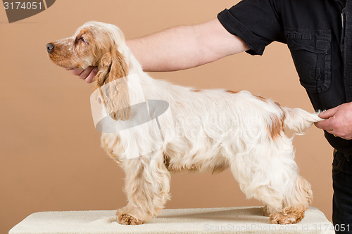 Image of exhibition training of english cocker spaniel