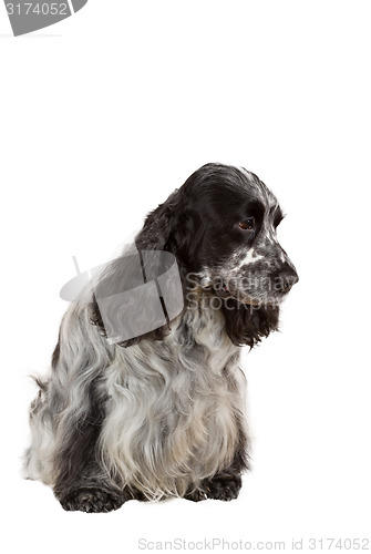 Image of isolated portrait of english cocker spaniel