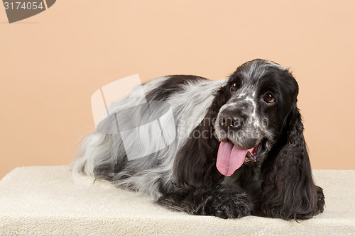 Image of portrait of english cocker spaniel