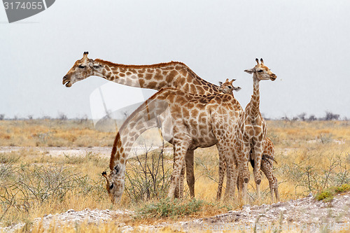 Image of adult female giraffe with calf grazzing