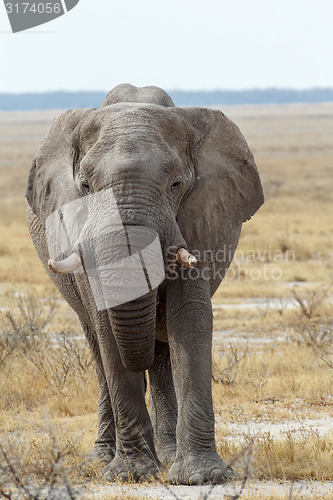 Image of big african elephants on Etosha national park