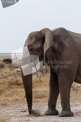 Image of big african elephants on Etosha national park
