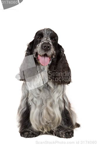 Image of isolated portrait of english cocker spaniel