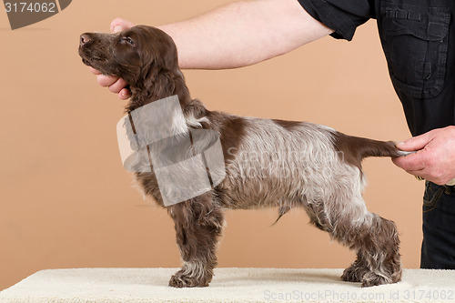 Image of exhibition training of english cocker spaniel