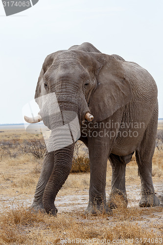 Image of big african elephants on Etosha national park