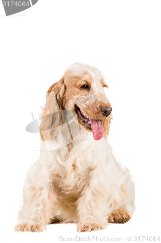 Image of isolated portrait of english cocker spaniel