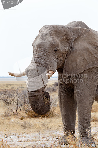 Image of big african elephants on Etosha national park