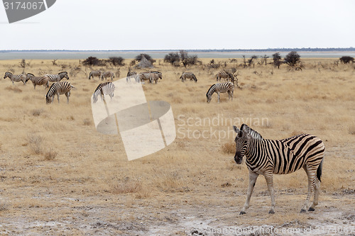 Image of Zebra in african bush