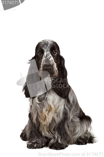 Image of isolated portrait of english cocker spaniel