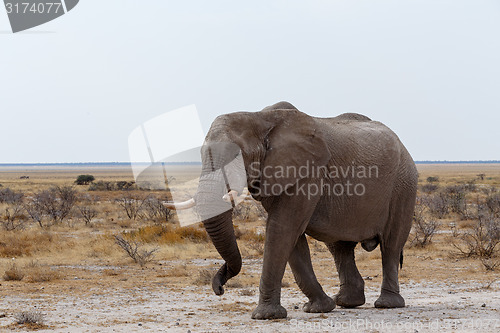 Image of big african elephants on Etosha national park