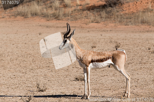 Image of Springbok Antidorcas marsupialis in Kgalagadi