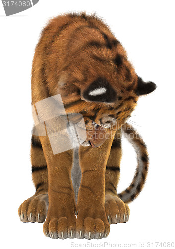 Image of Tiger