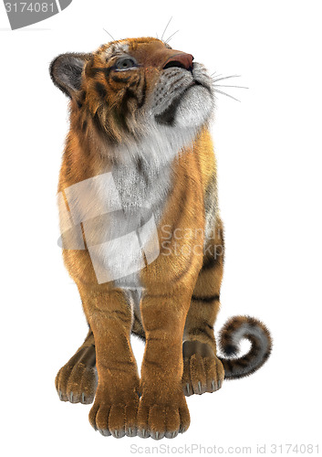 Image of Tiger