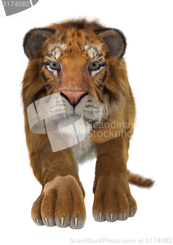 Image of Tiger