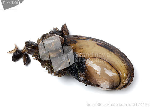 Image of Anodonta (river mussels) covered with small mussels