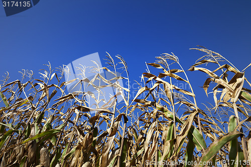 Image of Cornfield and blue clear sky at nice sun day