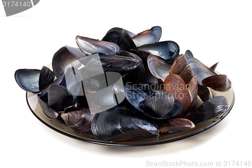 Image of Shells of mussels on glass plate