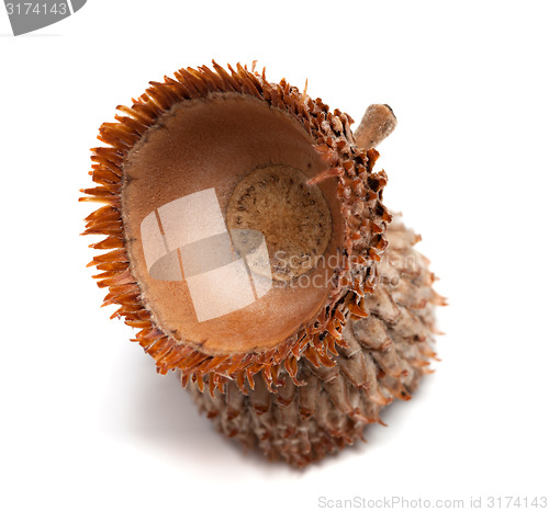 Image of Empty acorn hat isolated on white background