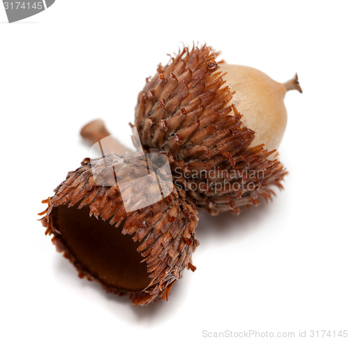 Image of Acorn on white background