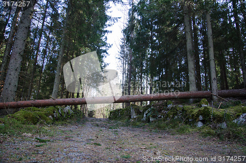 Image of Fallen tree across the road