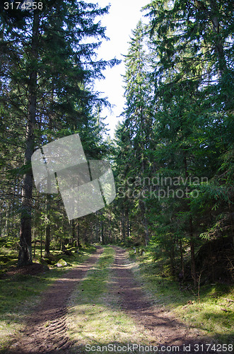 Image of Tracks in a coniferous forest