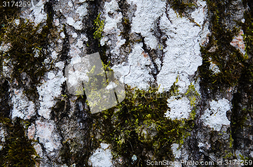 Image of Old aspen trunk detail