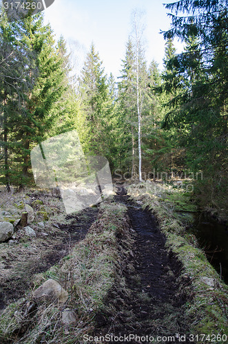 Image of Deep tracks in forest