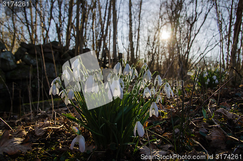 Image of Backlit snowdrops