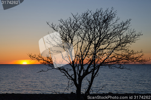 Image of Bare tree at sunset