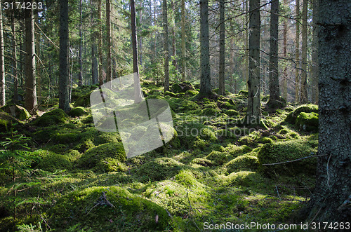 Image of Mossy green forest