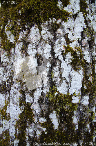 Image of Aspen tree trunk detail