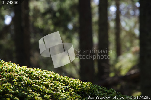 Image of Moss closeup in a forest
