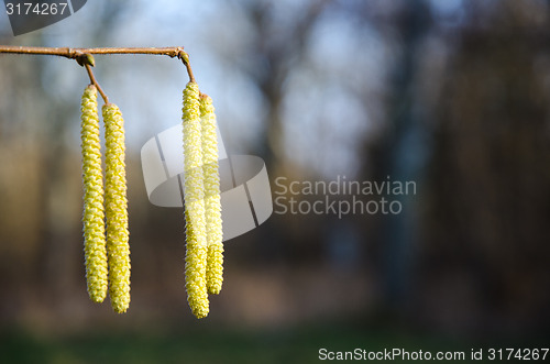 Image of Detail of blossom hazel