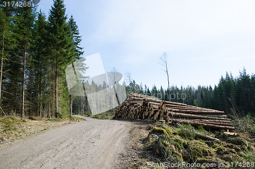 Image of Timber at roadside