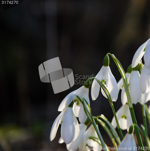 Image of Sunlit snowdrops