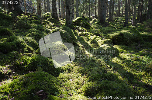 Image of Green mossy backlit forest