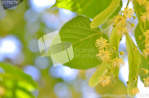 Image of Blooming linden