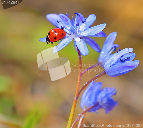 Image of Ladybug on violet flowers in spring time