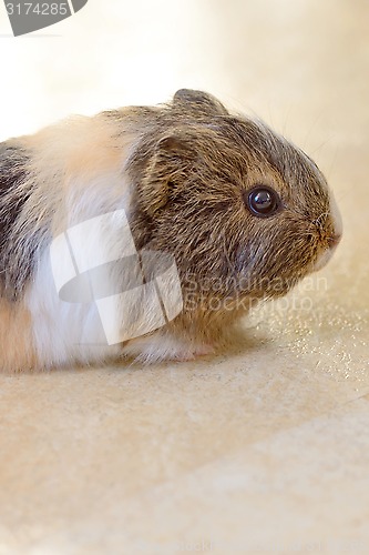 Image of Cute Guinea pig